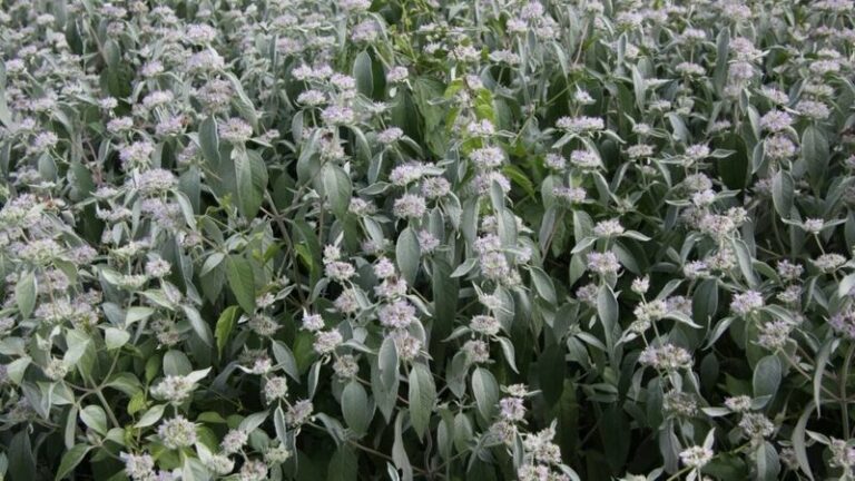 The One Pennsylvania Native Perennial That Does More Work In Your Garden Than Anything Else
