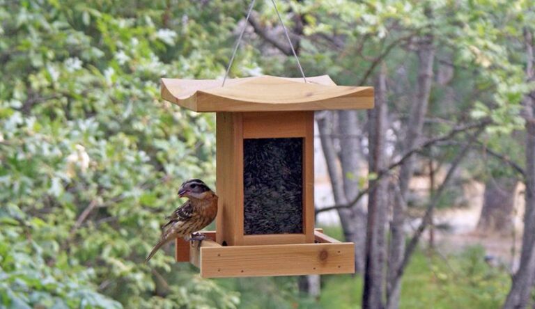 Eleven Things Your Birds Do At The Feeder That Say Your Yard Is Already A Real Sanctuary