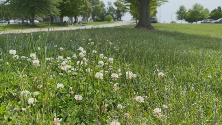 Pennsylvania Gardeners Are Trading Lawn Patches For Clover That Almost Mows Itself