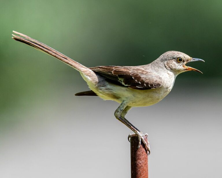 What It Really Means When A Mockingbird Sings From The Same Spot In Your North Carolina Yard