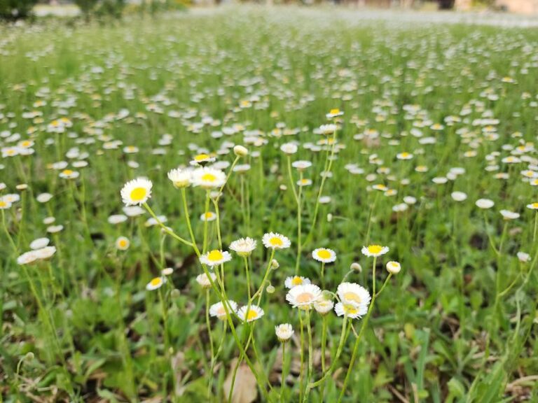 This Overlooked Pennsylvania Wildflower You Keep Mowing Down Is Actually A Natural Tick Barrier