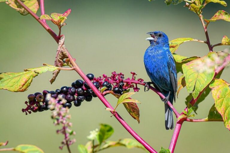 The Meaning Behind An Indigo Bunting Turning Up In Your Pennsylvania Garden