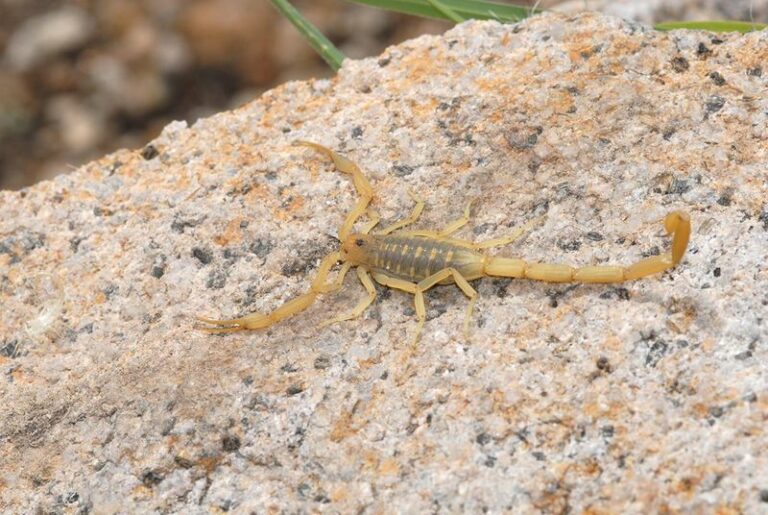 The Texas Porch Plant That Makes Scorpions Less Welcome Around Your Foundation
