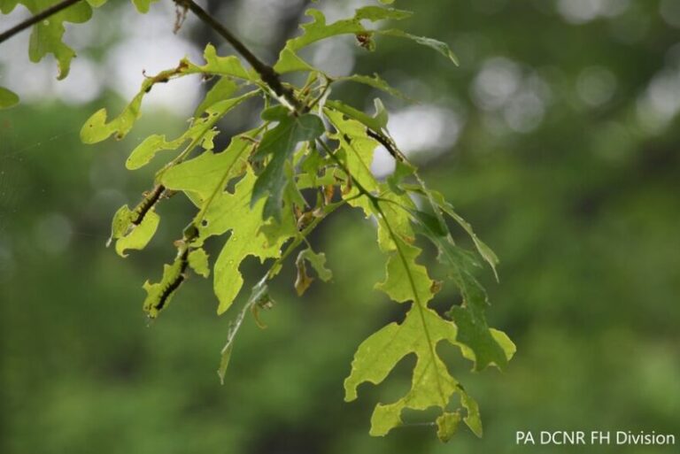 Spongy Moth: The Invasive Insect Putting Pennsylvania Oaks Under Serious Pressure