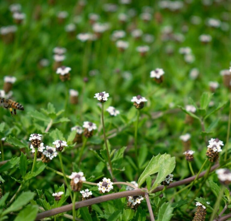 A Native Texas Groundcover Worth Knowing, But Fire Ants Will Not Simply Leave