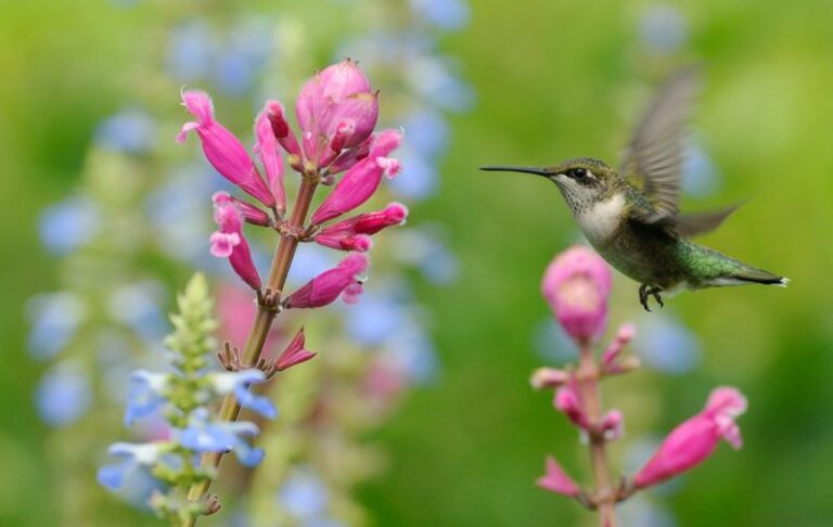 Simple Backyard Habits That Bring Hummingbirds Back To Your Texas Yard Every Summer