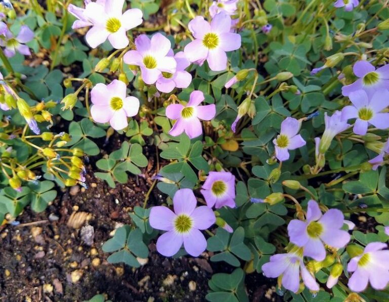 That Purple Weed Taking Over Your Texas Lawn May Actually Be A Native Worth A Second Look