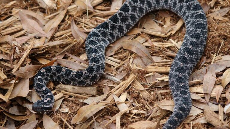 The Pygmy Rattlesnake Hiding In Your Florida Leaf Pile Where You Reach In Blind