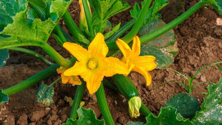 Your Zucchini Throws A Dozen Blooms And Still No Squash, But Half Those Flowers Never Could