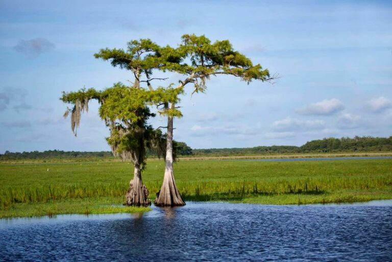The Native Florida Trees To Plant Instead Of Water Oaks That Stand Through Hurricane Season