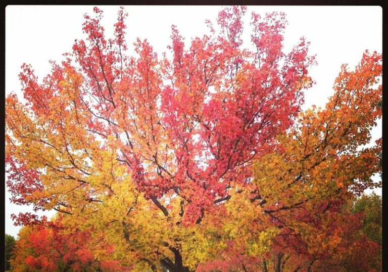 These Underused Native Pennsylvania Trees Were Made For The Front Yard Everyone Ignores