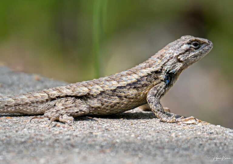Why A Horned Lizard-Type Sighting In Your North Carolina Yard Feels So Meaningful When Wildlife Returns