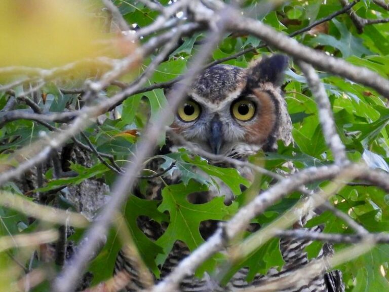Great Horned Owls May Help With Rodent Pressure, But Won’t Fix Your Rat Problem Alone