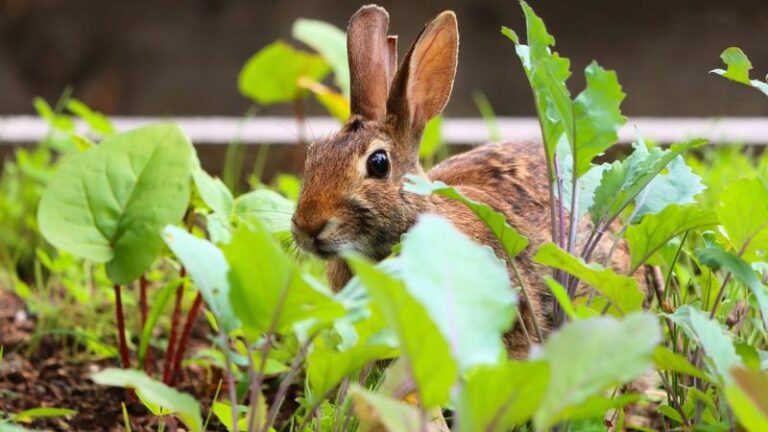 What It Really Means When Rabbits Keep Coming Back To Your Pennsylvania Garden