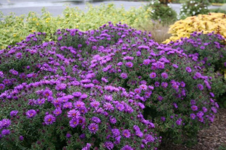 The Perennials Pennsylvania Gardeners Plant In Late Summer For Years Of Reliable Color