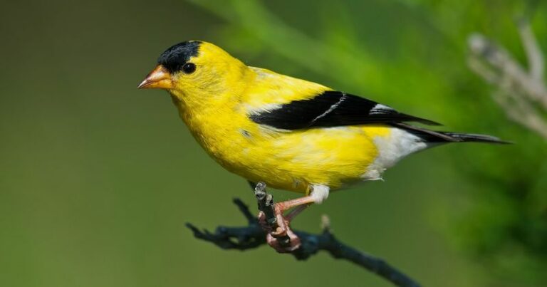 The Goldfinch Landing In Your Pennsylvania Yard Carries A Meaning Worth Knowing