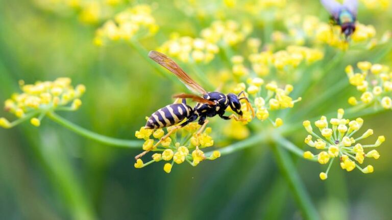The Backyard Pollinator People Panic About Is Usually One Of The Best Visitors To Keep Around