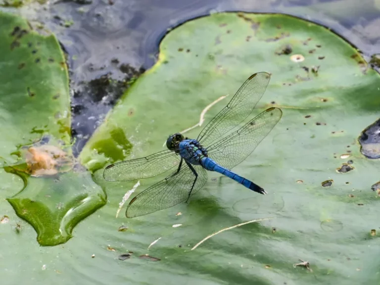The Texas Plants That Pull In Dragonflies And Quietly Cut Down Mosquito Hour