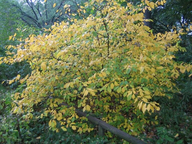 The Most Useful Native Shrub Pennsylvania Homeowners Wish They Had Planted Sooner