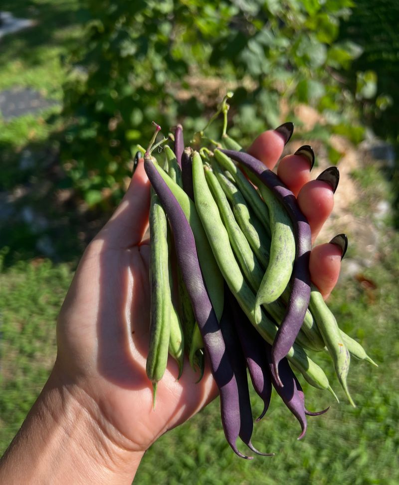 'Rattlesnake' Pole Bean: Built For The Heat