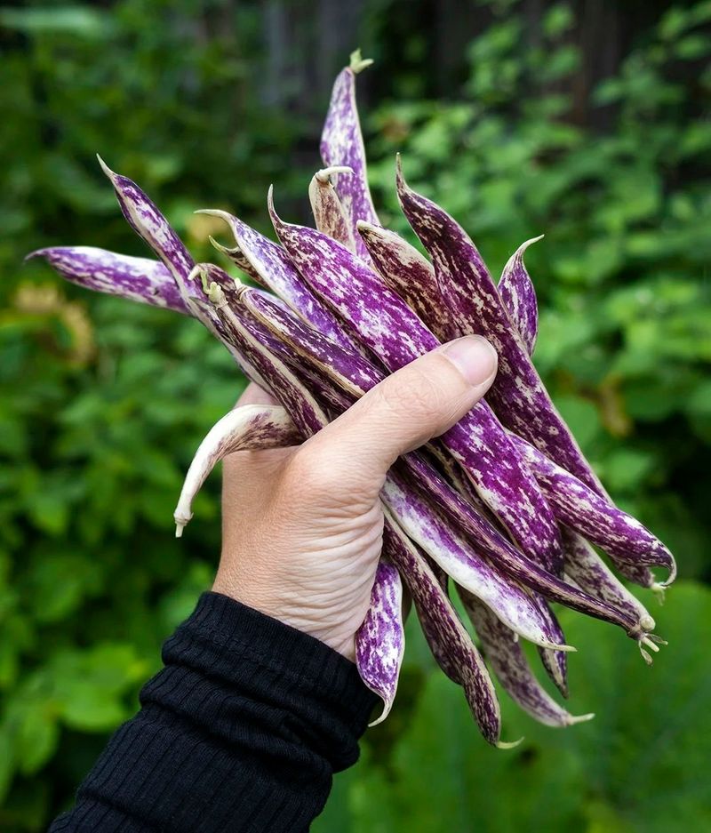 'Dragon's Tongue' Bush Bean: A Decorative Delight