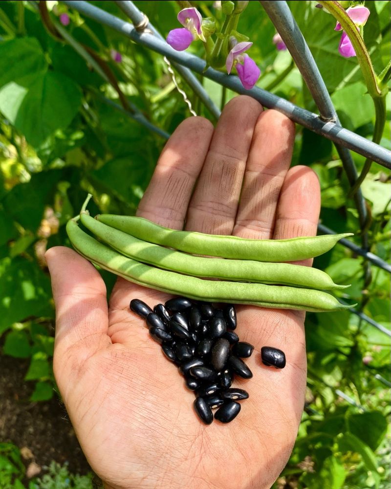 'Cherokee Trail Of Tears' Pole Bean: A Living Legacy