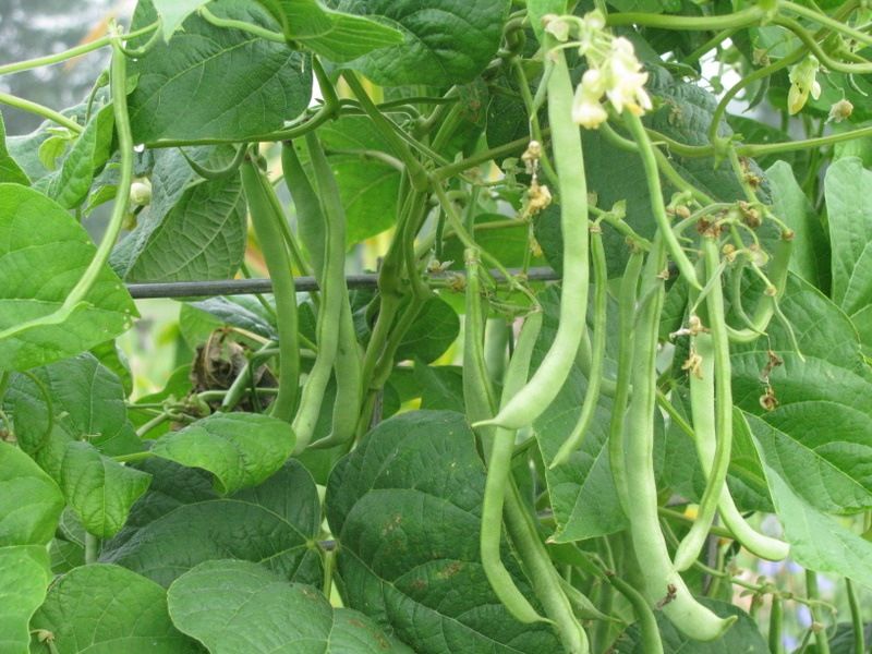 'Kentucky Wonder' Pole Bean: A Sweet, Meaty Classic